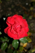 Nina weibull (Roses_7638.jpg)
