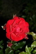 Nina weibull (Roses_7639.jpg)