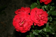 Nina weibull (Roses_7641.jpg)