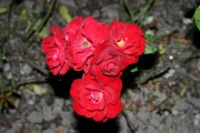  (Roses_7653.jpg)