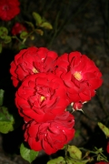 Lilli Marleen (Roses_7658.jpg)